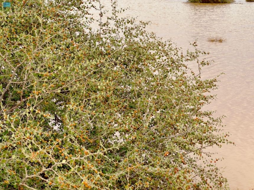 شجر السدر البري من الأشجار الصحراوية الشوكية المستوطنة في المنطق - واس