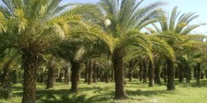 الإرشاد الزراعي تنصح بزيادة ري النخيل بعد جني الثمار - بوابة فكرة وي