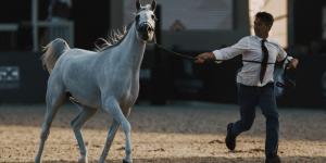 جولات الجياد العربية: جولة الرياض علامة فارقة في عالم عروض الخيل العربية الأصيلة - بوابة فكرة وي