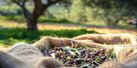 "زراعة الوسطية" تدعو المزارعين لتقليم أشجار الزيتون - بوابة فكرة وي