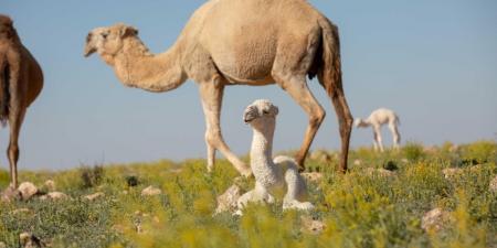 ”الزراعة“: الترقيم الإلكتروني للإبل يعزز الشفافية في البيع والشراء - بوابة فكرة وي