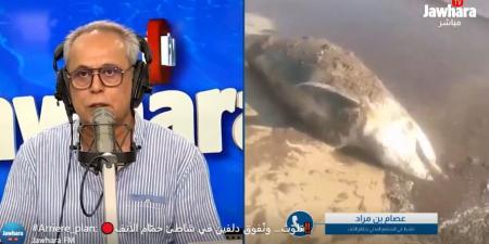 نفوق دلفين في شاطئ حمّام الأنف يثير القلق حول تلوّث المياه وغياب الحوكمة البيئية - بوابة فكرة وي