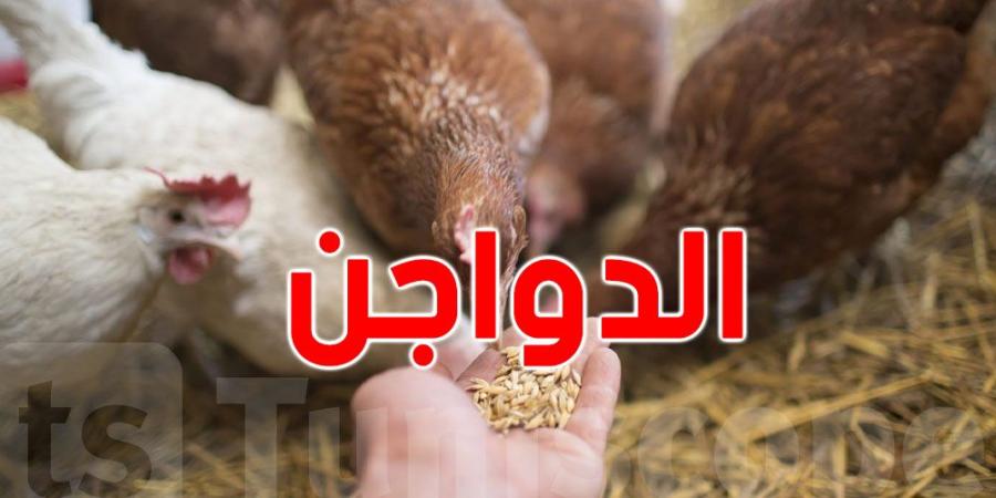 غرفة تجار الدواجن : 'الفلّوس'' الذي من المفترض تربيته ليقدّم الإنتاج تم تهريبه إلى بلد مُجاور - بوابة فكرة وي