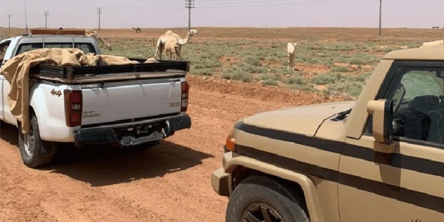 ضبط مواطن لارتكابه مخالفة رعي بمحمية الملك عبدالعزيز الملكية - بوابة فكرة وي