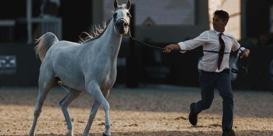 جولات الجياد العربية: جولة الرياض علامة فارقة في عالم عروض الخيل العربية الأصيلة - بوابة فكرة وي