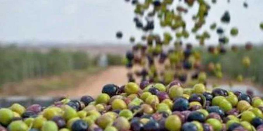 هام/ وزارتا الفلاحة والصناعة تضبطان تاريخا انطلاق وغلق موسم جني وتحويل الزيتون بمختلف الولايات.. - بوابة فكرة وي