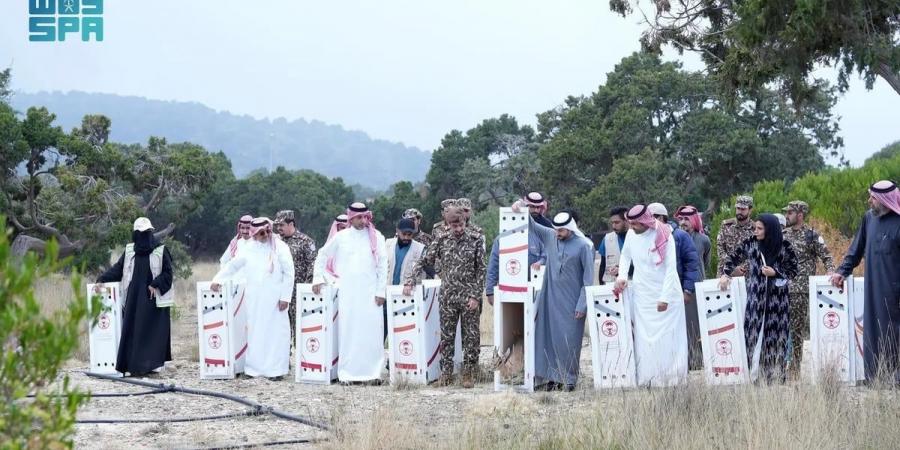 لتعزيز التنوع الأحيائي.. "الحياة الفطرية" تطلق 26 كائنًا مهددًا بالانقراض في متنزه السودة - بوابة فكرة وي