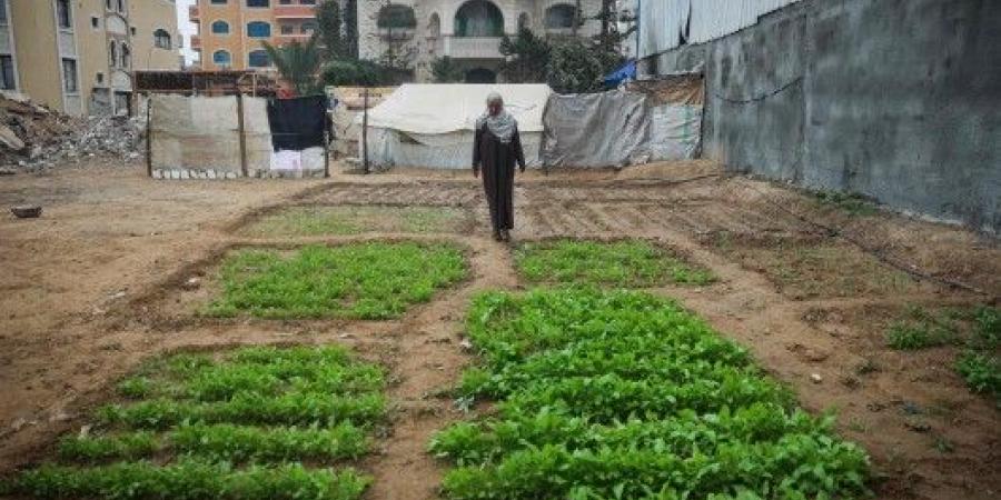 الزراعة في قطاع غزة.. رسالة صمود ومحاولة للتغلب على الواقع الكارثي - بوابة فكرة وي