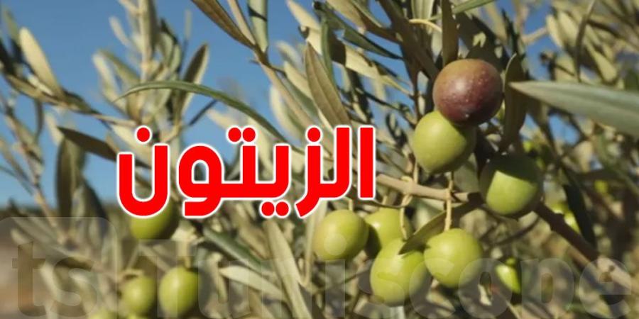 وزير الفلاحة: سنعقد إجتماعا مع مصدري زيت الزيتون والبنوك لتمويل موسم الزيتون - بوابة فكرة وي