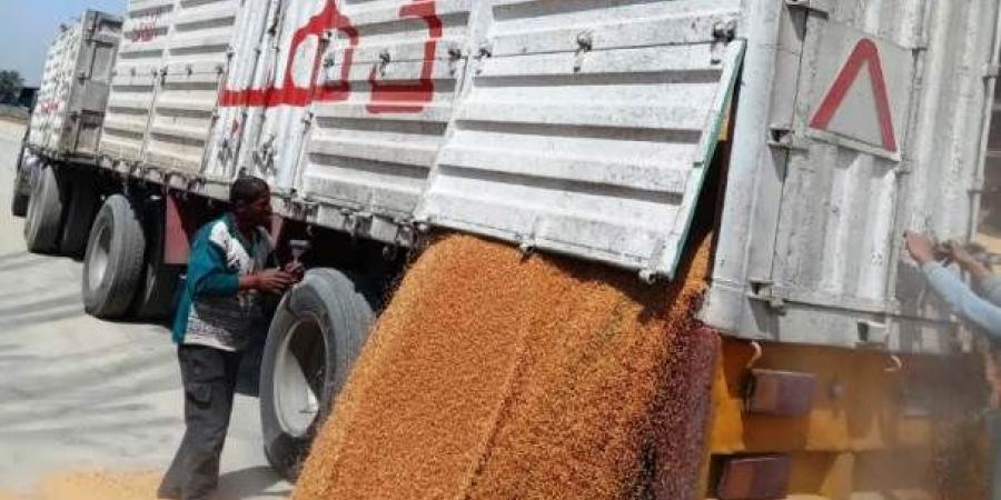 محافظ أسوان يتابع توريد القمح بإجمالى 553 ألف و200 طن حتى الآن - بوابة فكرة وي